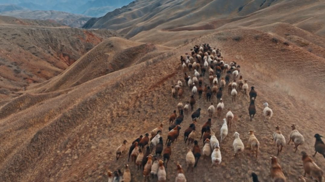 Ridge Mountain Sheep